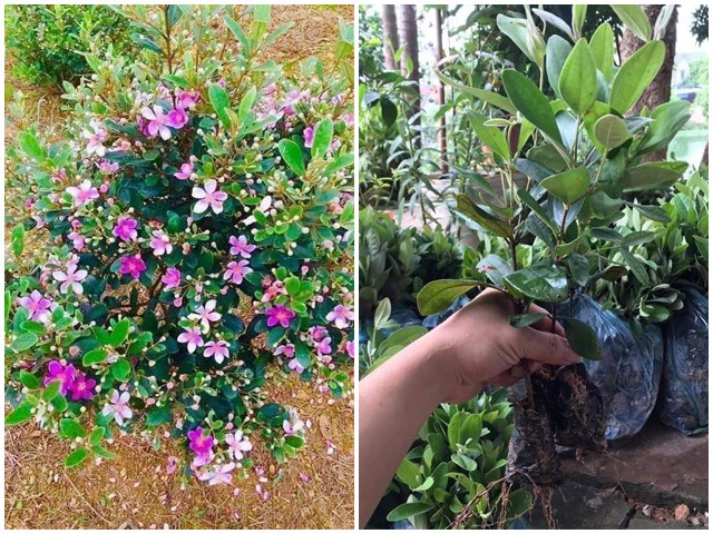 Mùa hè là thời điểm sim bonsai nở hoa, cho trái