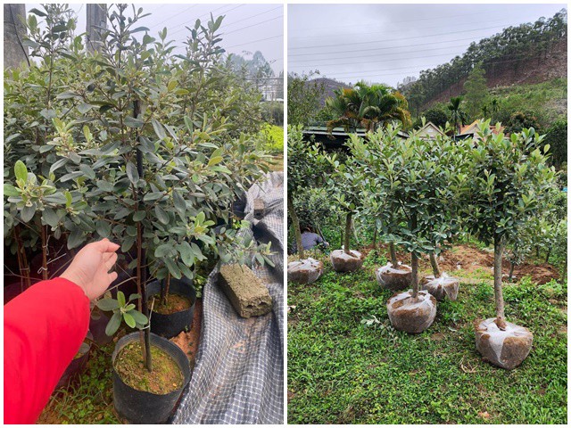 Người bán cho biết cây sim dễ trồng, không phải chăm sóc cầu kỳ vẫn xanh tốt và cho hoa, cho quả bởi đây vốn là cây dại, có sức sống mãnh liệt bất kể mưa nắng
