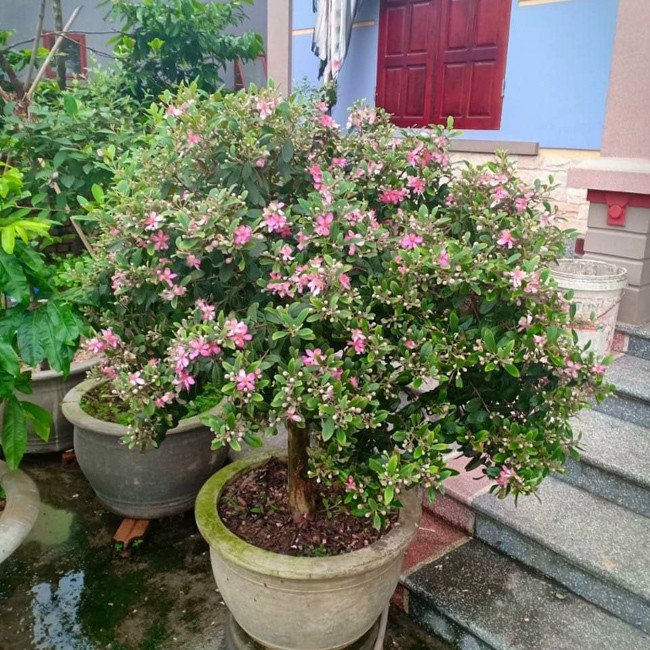 Cây sim từng mọc dại ở vùng rừng núi tại nhiều miền quê Việt Nam, nay lên chậu thành bonsai trồng làm cảnh trong sân vườn, vừa gần gũi lại đẹp lạ nên rất được ưa chuộng