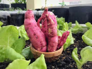 Sức khỏe - 15 loại rau củ giá rẻ mà rất giàu collagen, kích thích tóc mọc nhanh nhưng nhiều chị em không biết