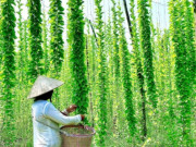 Tin tức - Nghề lạ ở Việt Nam: Cây dại mang về trồng 5 tháng là thu hoạch, có người thu tiền tỷ, lá làm thành món đặc sản mùa hè