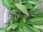 Lifestyle - Loại rau mọc dại xưa hái cho lợn ăn, nay thành món đặc sản nổi tiếng Thái Nguyên, nhiều người chưa được ăn thử