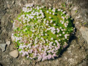 Clip Eva - Loài cây sống hơn 300 năm hoạt động như la bàn