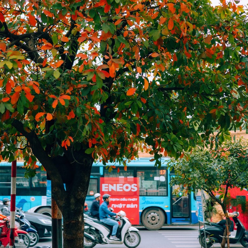 Dù thời tiết có phần thất thường, ẩm ương, nhưng không thể phủ nhận rằng hiện tại Hà Nội đang vào mùa đẹp nhất. (Ảnh: D. Phạm Tú)
