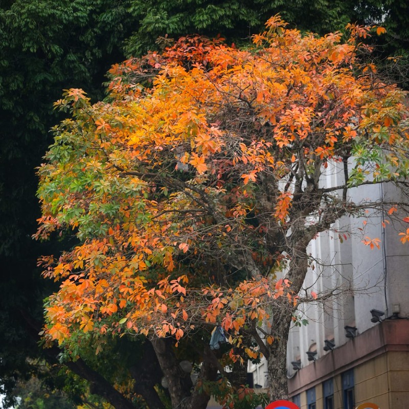 Nhiều người dân thành phố đã tận hưởng không khí và chụp lại khoảnh khắc của mùa cây thay lá. (Ảnh: Dung Dang)
