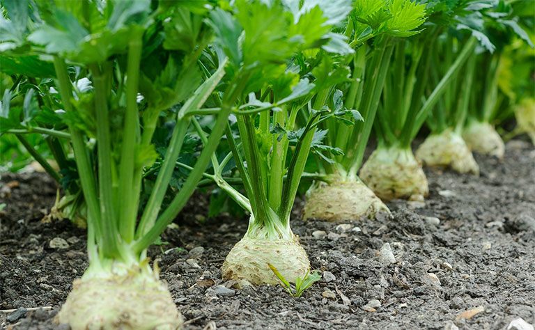 C&acirc;y rau cần t&acirc;y được trồng ở nhiều nơi. Ảnh minh họa.