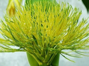 Lifestyle - Hoa của cây quen thuộc xưa không ai biết ăn, nay làm thành món đặc sản nổi tiếng vừa ngon vừa lạ, ai cũng mê