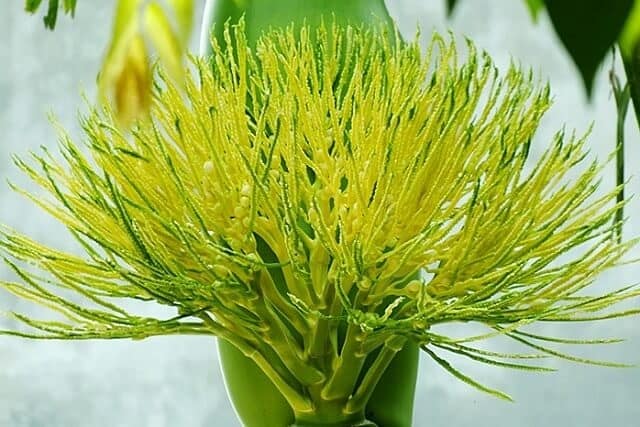 Hoa cau có mùi thơm phảng phất, không chỉ để cắm cho đẹp mà hoa cau non còn có thể chế biến thành món ngon
