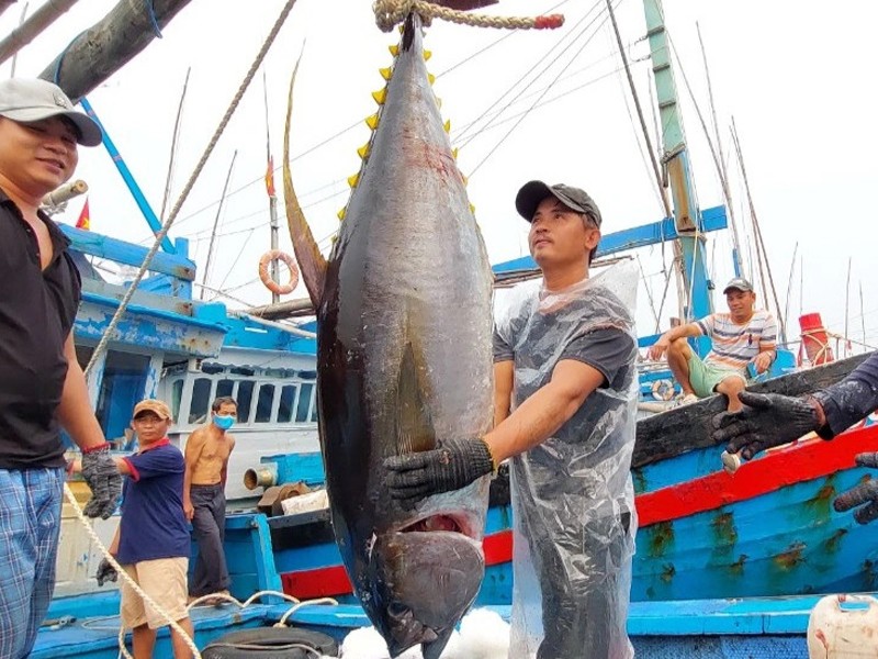 Nhiều năm nay, ngư dân ở lành giàu lên trồng thấy. Nhờ đi biển, nhiều gia đình xây nhà cao tầng, sắp xe, sở hữu những đội tàu đánh bắt xa bờ hùng hậu, thành lập doanh nghiệp thu mua hải sản...
