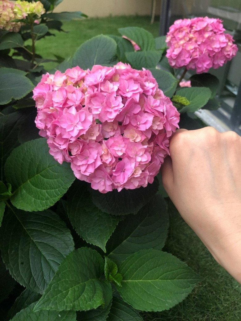 Trồng cẩm tú cầu hãy làm thêm 1 việc này vào mùa xuân, số lượng hoa tăng gấp 10 lần, bông to bằng cái bát tô - 6