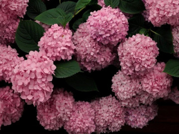 Trồng cẩm tú cầu hãy làm thêm 1 việc này vào mùa xuân, số lượng hoa tăng gấp 10 lần, bông to bằng cái bát tô