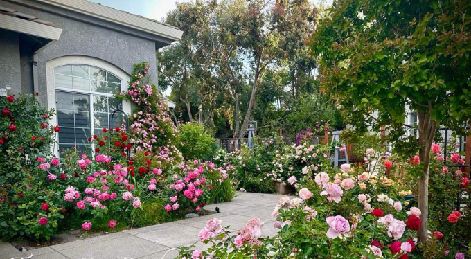 Một góc vườn hoa hồng của chị Nguyễn Ngọc Quỳnh Giao, sống tại thành phố San Ramon, phía bắc tiểu bang California, Mỹ. Ảnh: Nhân vật cung cấp