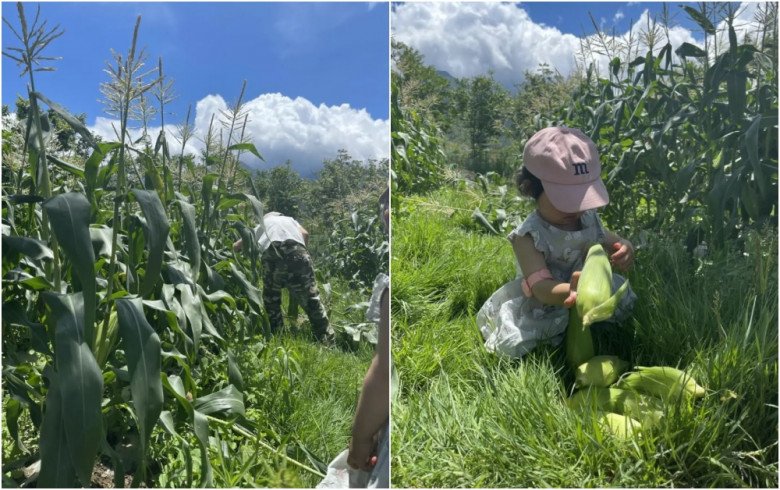 Cặp vợ chồng bán nhà đưa con về quê thuê gần 27.000m2 đất làm nông dân trồng hoa, rau trái, thoát cảnh bon chen ở thành phố - 14
