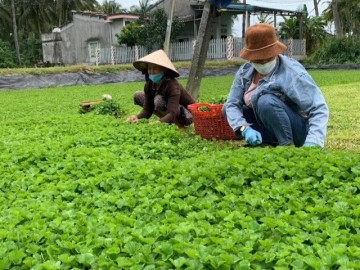 Nghề lạ ở Việt Nam: Cây dại mang về trồng hái bán quanh năm, chăm 1 tháng bắt đầu hốt bạc, làm thành đặc sản mùa hè