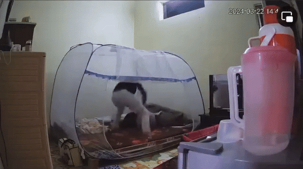 Phẫn nộ clip chồng đánh chửi vợ mới sinh, tiếng khóc của em bé khiến bao người nhói lòng - 1