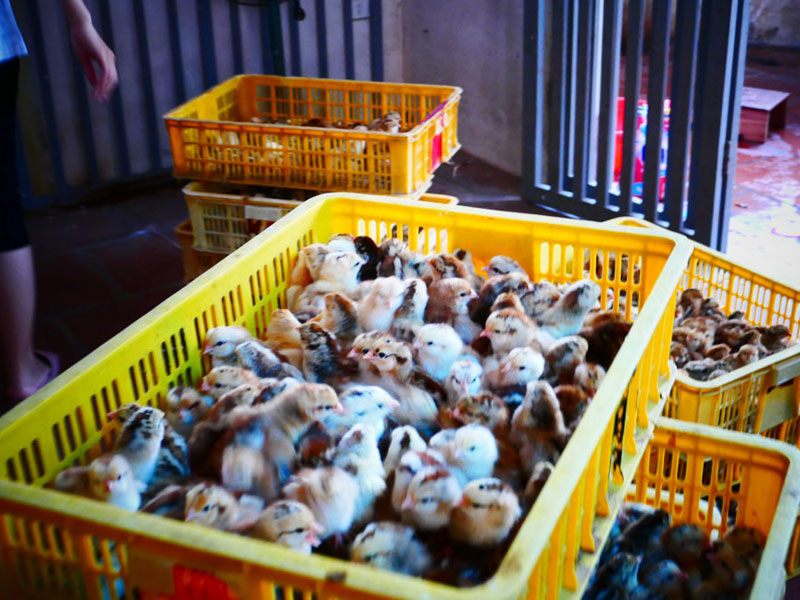 Trong ngành chăn nuôi gà, công việc xác định và phân loại giới tính gà con là 1 trong những khâu được chú trọng. Và ở Việt Nam, công việc lạ lùng này có thể mang lại mức thu nhập tới 60 triệu đồng/tháng.
