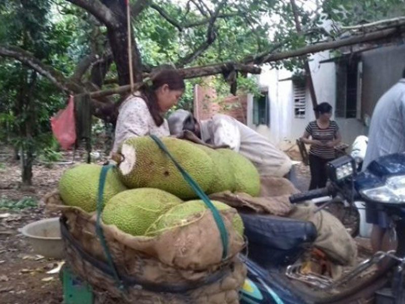 Người ngửi mít thuê 'có tiếng tăm' có thể kiếm được cả triệu đồng mỗi ngày. Nhưng nghề này không phải ai cũng làm được, nếu hái trúng trái còn non, bị xơ đen không ngon thì không ai dám thuê nữa.
