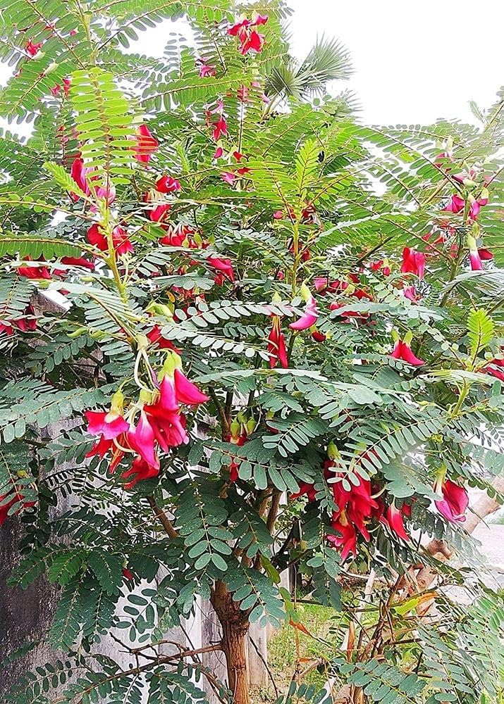 Loài cây dại trước không ai ăn nay thành đặc sản nổi tiếng, cách trồng đơn giản 2 tháng ra hoa - 7