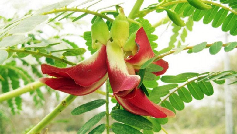 Loài cây dại trước không ai ăn nay thành đặc sản nổi tiếng, cách trồng đơn giản 2 tháng ra hoa - 3