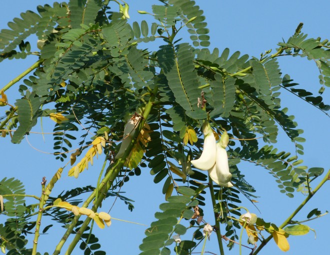 Loài cây dại trước không ai ăn nay thành đặc sản nổi tiếng, cách trồng đơn giản 2 tháng ra hoa - 6