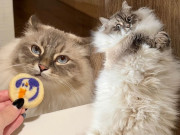 Kỳ lạ chú mèo ghét đàn ông vì lý do không ngờ, có biểu hiện khiến CĐM cười xỉu lập tức nhấn follow