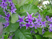 Loài hoa “giàu sang” này nở từ hè đến hết đông, trồng trong sân vườn vượng khí sinh tài