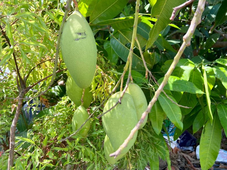 Theo các nhà nghiên cứu, chất MF là một hợp chất tự nhiên có nhiều trong xoài có khả năng chống lại ung thư đại trực tràng. Ảnh: Diệu Thuần.