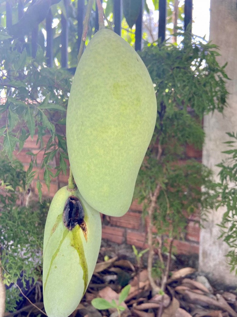 Xoài là loại trái cây được trồng ở nhiều nơi trên đất nước ta. Ảnh: Diệu Thuần