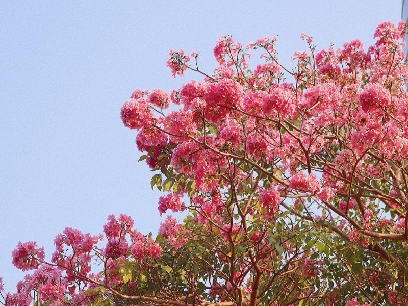 Thông thường, loài hoa này rộ sắc hồng vào khoảng cuối tháng 3 đến tháng 6 hàng năm.(Ảnh: Nhất Ý)
