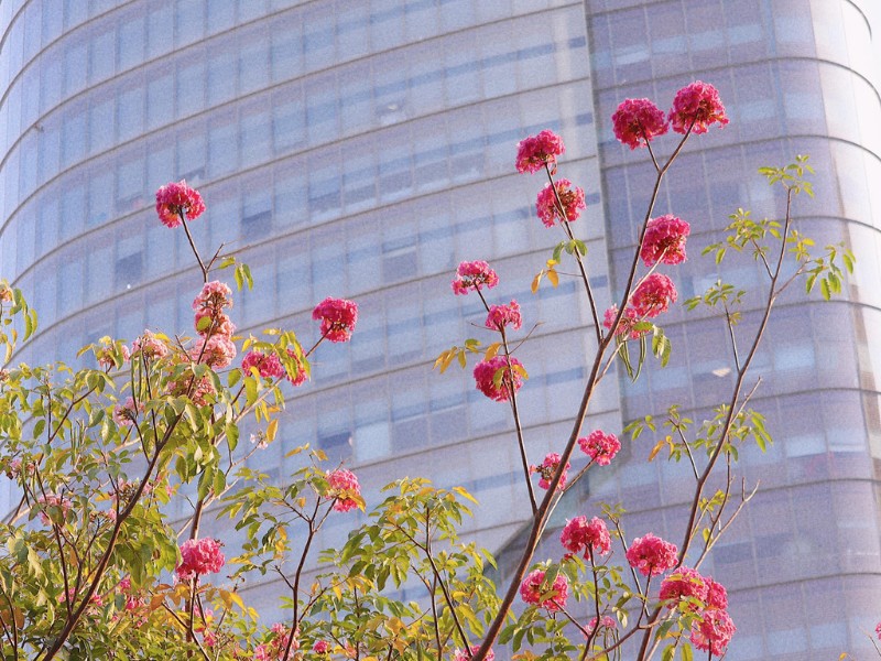 Cây kèn hồng có thể cao tới 30m, hoa có hình dạng giống hình chiếc chuông, mọc thành chùm và có màu hồng phấn. (Ảnh: Nhất Ý)
