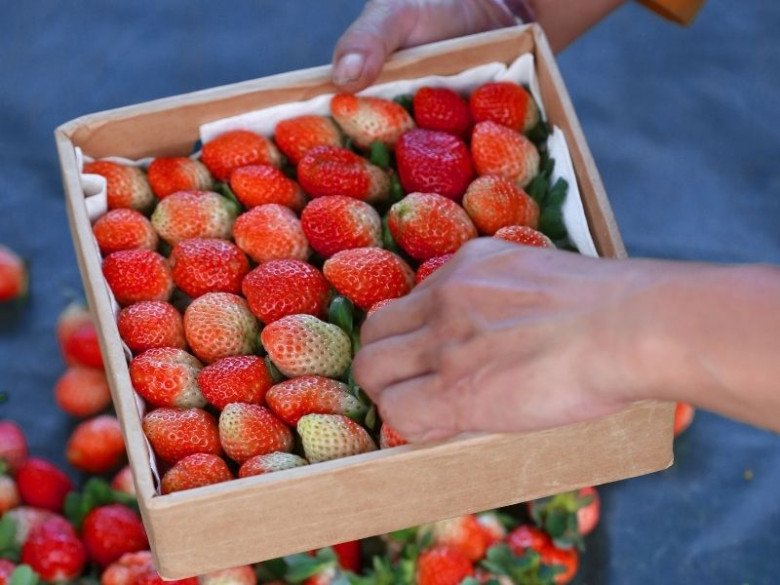 Các loại dâu tây nhập khẩu phải vận chuyển xa, nguy cơ dùng chất bảo quản là rất cao. Ảnh minh họa. 