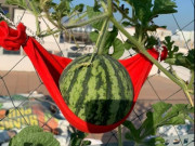 Sức khỏe - 15 loại quả có đầy ngoài chợ, chứa dưỡng chất giúp trẻ thông minh, sáng mắt, có loại chỉ vài nghìn đồng