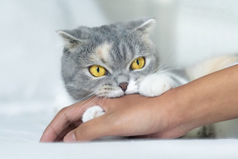 Đôi khi những hành động vô tình khi chơi với thú cưng cũng làm lây virus dại. Ảnh minh họa. 