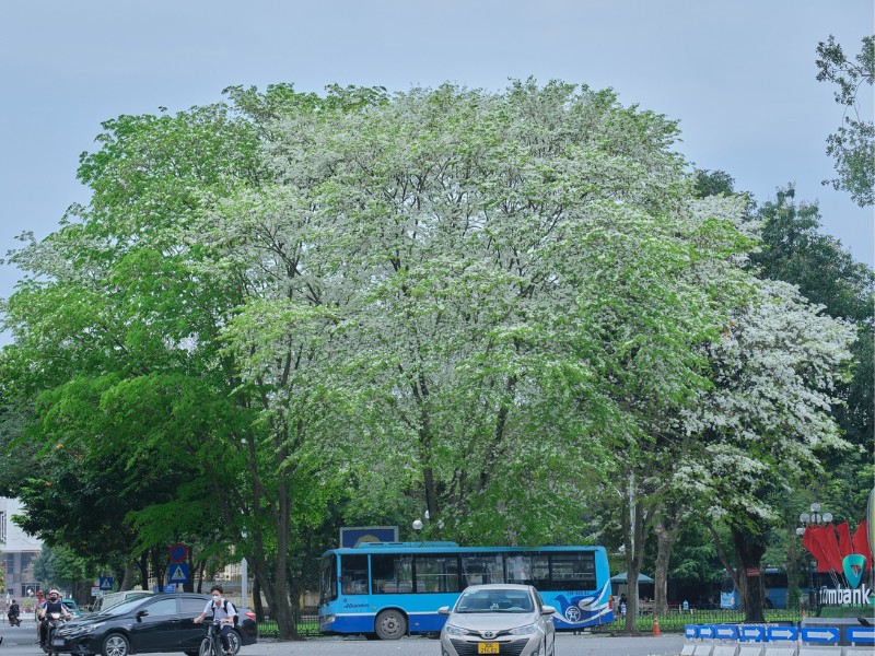 Cứ vào mùa hoa sưa, nhiều bạn trẻ hay thợ ảnh đều háo hức tìm đến các cung đường có loại cây này để "tác nghiệp". (Ảnh: Vũ Tiến Dũng)
