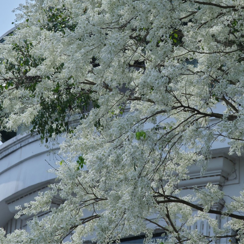 Từ xa, cây sưa rất dễ nhận ra với những chùm hoa trắng muốt, nổi bật giữa chồi non xanh biếc. (Ảnh: Vũ Tiến Dũng)
