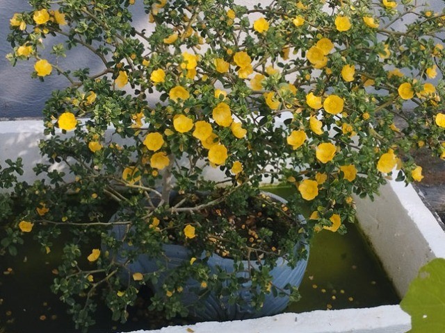 Cây hoa dại mọc bờ bụi nay "lên chậu" thành bonsai, trưng làm cảnh vừa đẹp vừa lạ, có cây giá vài triệu vẫn đắt khách