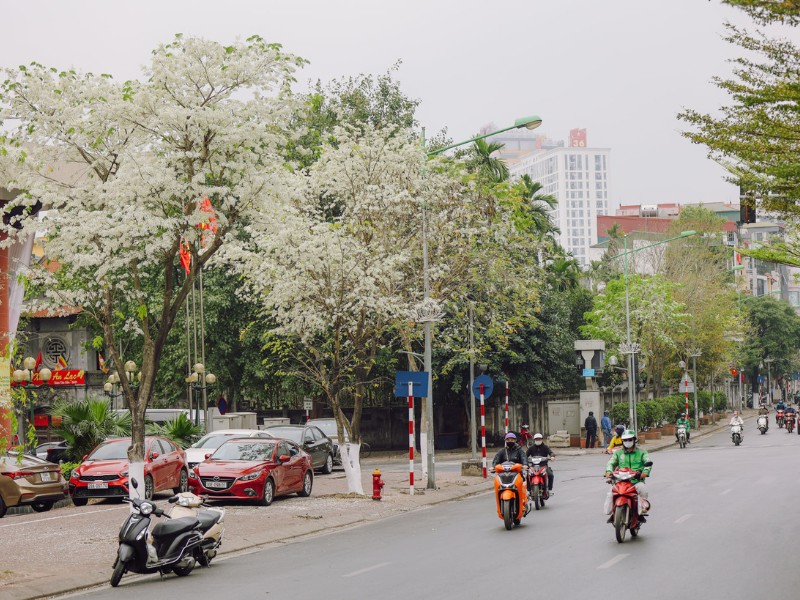 Từ dạo khoảng tháng 2, hoa sưa đã bắt đầu nở. Thế nhưng nếu muốn ngắm hoa trọn vẹn nhất, lời khuyên là phải đến tận tháng 4 mới là thời điểm hoàn hảo để check-in chụp ảnh hoa sưa đẹp ngây ngất. (Ảnh: Lê Minh Sơn)
