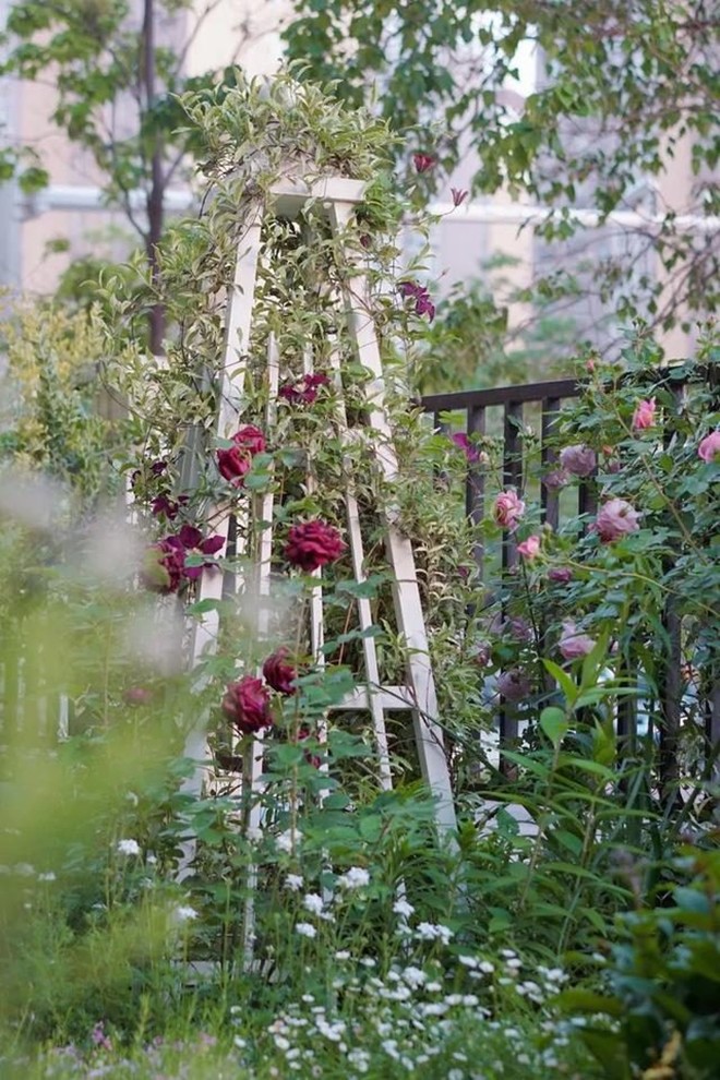 Đâu đâu trong khu vườn cũng thấy bóng dáng của các loại hoa hồng khác nhau, với đủ màu sắc từ trắng, hồng, đỏ,...