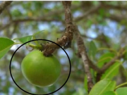 Nhà đẹp - Loài cây "độc nhất thế giới", chỉ cần đứng cạnh cũng khiến bạn mất mạng "như chơi"