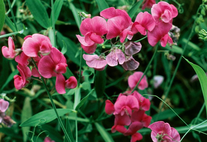 Hoa đậu thơm có mùi hương mãnh liệt nhưng vô cùng dễ chịu và nó được xếp hạng là một trong 10 loài hoa thơm nhất thế giới. Với mùi hương quyến rũ, hoa đậu thơm được sử dụng rất nhiều trong việc chế tạo hương liệu.

