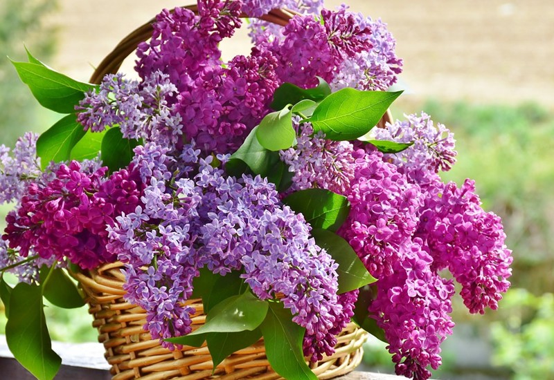 Hoa tử đinh hương khá dễ trồng, thời điểm trồng nên bắt đầu từ tháng 2 hoặc tháng 5. Nên trồng ở nơi nhiều ánh nắng vì đây là cây ưa sáng. Hãy đảm bảo tưới nước cho cây 1 lần/ngày để cây mau lớn và cho hoa đẹp, mùi hương nồng nàn.
