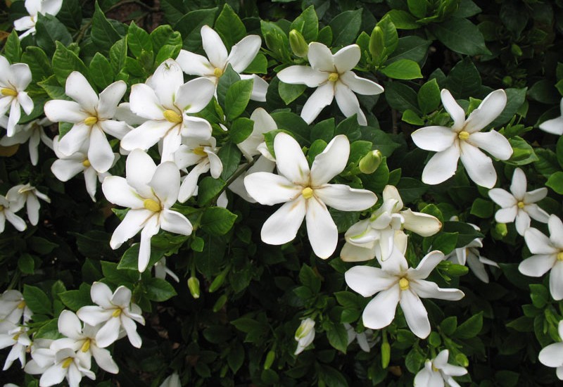 Cây bạch thiên hương còn gọi là hoa dành dành, cây cho hoa màu trắng hoặc vàng, và mang hương thơm ngát dễ chịu. Nếu muốn trồng loại hoa thơm trong nhà thì đây là một sự lựa chọn không tồi.

