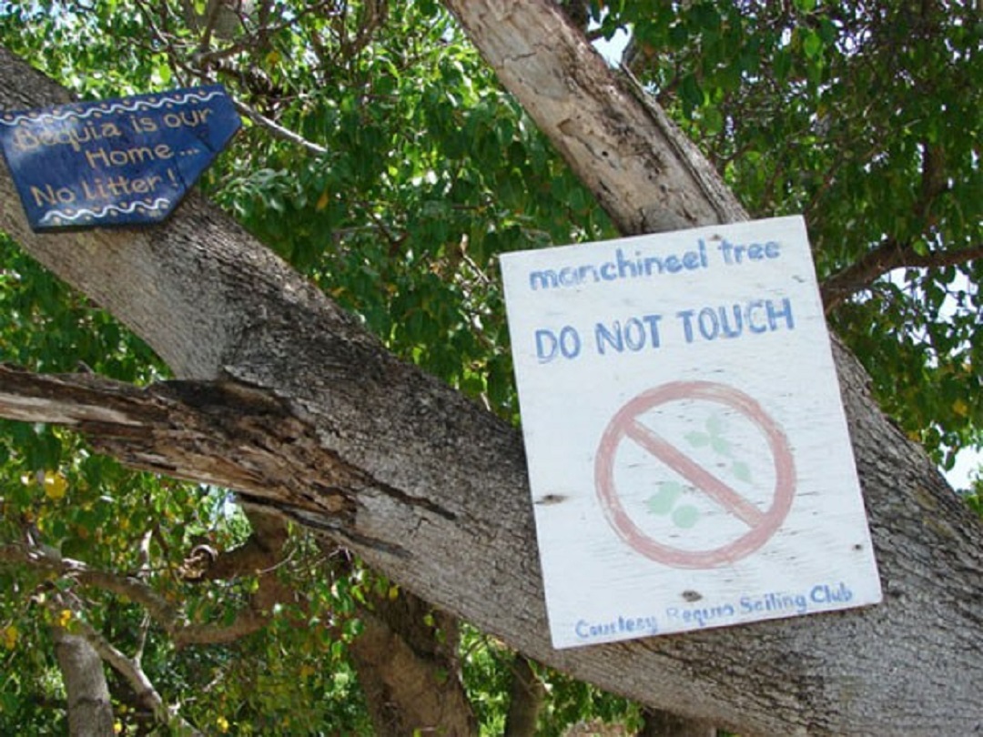 Biển cảnh báo cho thấy sự nguy hiểm của cây.