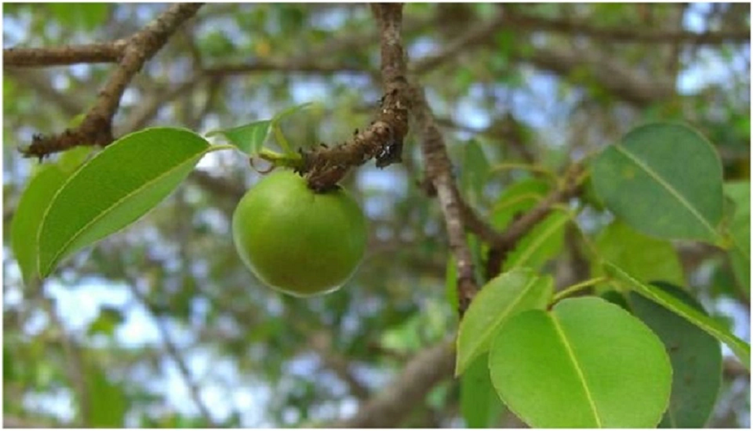 Loài cây độc Manchineel có tán lớn, đạt chiều cao 15m. Quả tròn, giống trái táo, màu xanh và màu vàng đỏ khi chín.