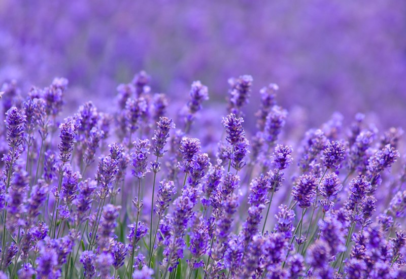 Hoa oải hương hay còn gọi là hoa Lavender, hoa có màu tím, mang mùi thơm ngọt ngào, dễ chịu, êm ái. Loài hoa này là thành phần quen thuộc trong các ngành chế xuất nước hoa, xà bông, dầu gội, kem dưỡng da,...
