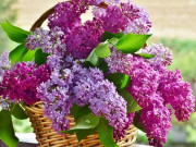 Nhà đẹp - 10 loài hoa nghe tên đã thấy thơm, hoa vừa nở đã đưa hương cách xa cả trăm mét