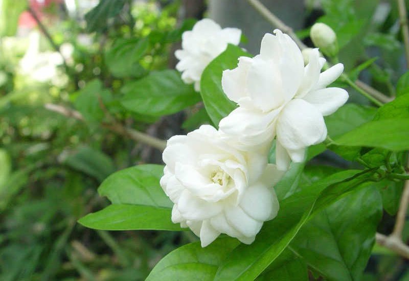 Là loại hoa rất quen thuộc, hoa có màu trắng tinh khiết và tỏa ra mùi thơm dễ chịu nhưng ít ai biết hoa nhài cũng có thể xua đuổi muỗi, côn trùng. Một số loại thuốc đuổi muỗi trên thị trường có mùi hương hoa nhài.
