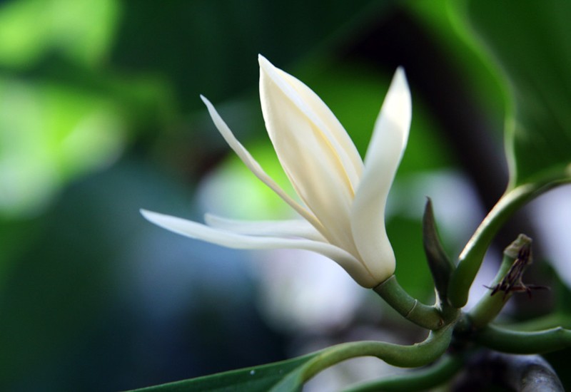 Hoa ngọc lan có màu trắng hoặc hơi vàng, thường nở vào mùa hè và mùa thu, thời gian ra hoa dài và hương hoa thơm nồng ngọt ngào. Những bông hoa này có chứa các thành phần như linalool, rượu phenylethyl và methyl eugenol có tác dụng đuổi muỗi hiệu quả.
