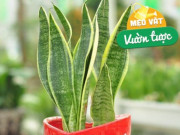 Nhà đẹp - Có nên trồng cây lưỡi hổ trước cửa nhà? 10 người thì 9 người trả lời sai