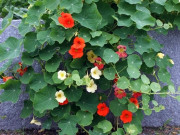 Nhà đẹp - 17 loại cây đuổi muỗi hiệu quả, trồng trong nhà vừa đẹp vừa giúp thanh lọc không khí